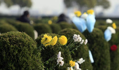 大S树葬细节惊人：骨灰研磨喷药分解？翻土再利用真的吗？(图1)