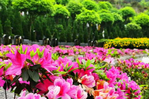 球盟会：龙泉真武山公墓陵园墓地价格行情与优惠政策(图1)