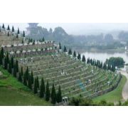 球盟会：机构设置(图1)